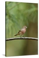 House Finch-Gary Carter-Stretched Canvas