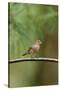 House Finch-Gary Carter-Stretched Canvas