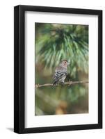 House Finch-Gary Carter-Framed Photographic Print