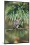 House Finch-Gary Carter-Mounted Photographic Print