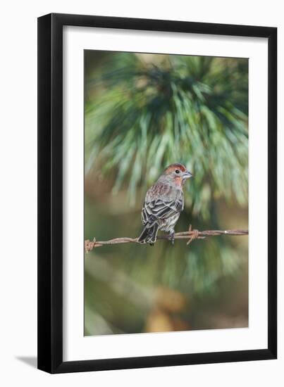 House Finch-Gary Carter-Framed Photographic Print