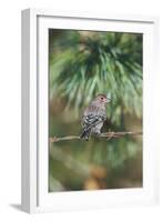 House Finch-Gary Carter-Framed Photographic Print