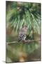 House Finch-Gary Carter-Mounted Photographic Print