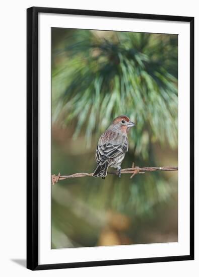 House Finch-Gary Carter-Framed Photographic Print