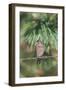 House Finch-Gary Carter-Framed Photographic Print