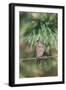 House Finch-Gary Carter-Framed Photographic Print