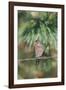 House Finch-Gary Carter-Framed Photographic Print