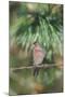 House Finch-Gary Carter-Mounted Photographic Print