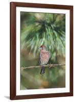 House Finch-Gary Carter-Framed Photographic Print