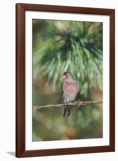 House Finch-Gary Carter-Framed Photographic Print