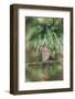 House Finch-Gary Carter-Framed Photographic Print