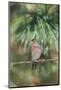 House Finch-Gary Carter-Mounted Photographic Print