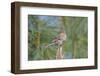 House Finch-Gary Carter-Framed Photographic Print