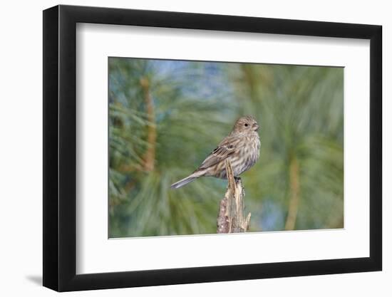 House Finch-Gary Carter-Framed Photographic Print