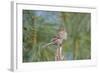 House Finch-Gary Carter-Framed Photographic Print