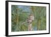 House Finch-Gary Carter-Framed Photographic Print