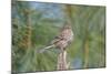 House Finch-Gary Carter-Mounted Photographic Print