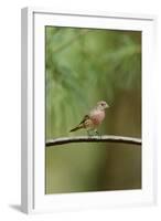 House Finch-Gary Carter-Framed Photographic Print