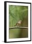 House Finch-Gary Carter-Framed Photographic Print