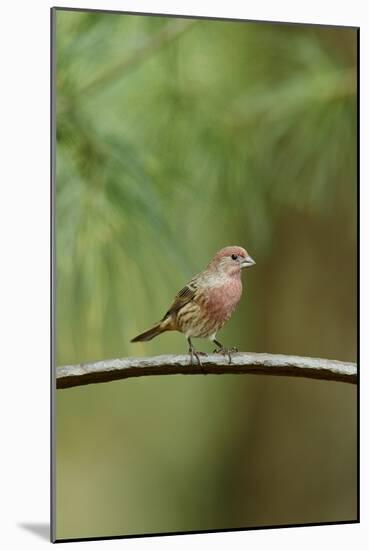 House Finch-Gary Carter-Mounted Photographic Print