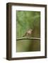 House Finch-Gary Carter-Framed Photographic Print