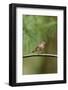 House Finch-Gary Carter-Framed Photographic Print