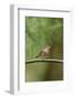 House Finch-Gary Carter-Framed Photographic Print