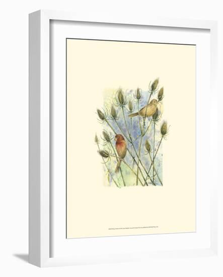 House Finches-Janet Mandel-Framed Art Print