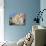 House Fronts and Laundry, Trapani, Sicily, Italy-Ken Gillham-Photographic Print displayed on a wall