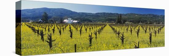 House in a Vineyard, Napa Valley, California, USA-null-Stretched Canvas