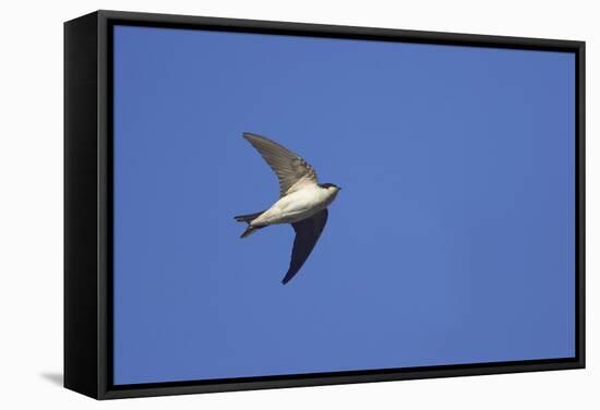 House Martin in Flight-null-Framed Stretched Canvas