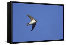 House Martin in Flight-null-Framed Stretched Canvas