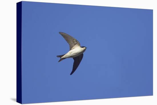 House Martin in Flight-null-Stretched Canvas