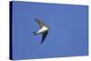 House Martin in Flight-null-Stretched Canvas