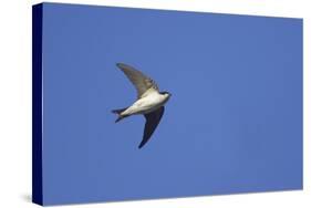 House Martin in Flight-null-Stretched Canvas