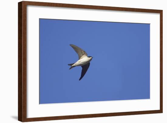 House Martin in Flight-null-Framed Photographic Print