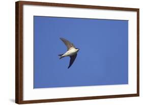 House Martin in Flight-null-Framed Photographic Print