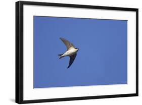 House Martin in Flight-null-Framed Photographic Print