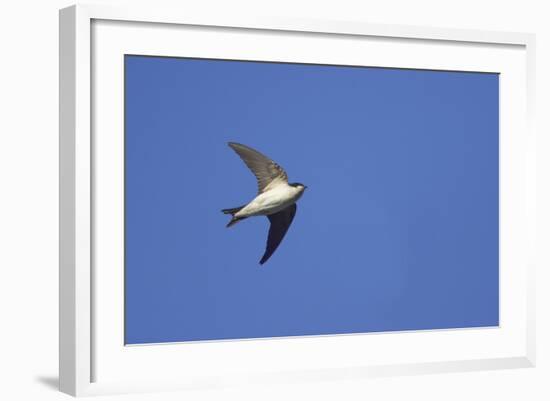 House Martin in Flight-null-Framed Photographic Print