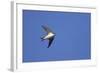 House Martin in Flight-null-Framed Photographic Print