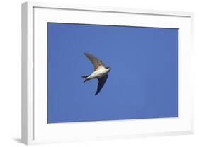 House Martin in Flight-null-Framed Photographic Print