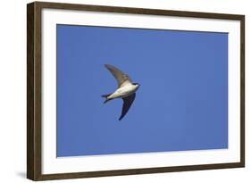 House Martin in Flight-null-Framed Photographic Print