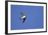 House Martin in Flight-null-Framed Photographic Print