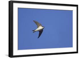 House Martin in Flight-null-Framed Photographic Print