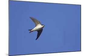 House Martin in Flight-null-Mounted Photographic Print