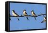 House Martins (Delichon Urbicum) Perched on Wire, with Another in Flight, Extremadura, Spain, April-Varesvuo-Framed Stretched Canvas