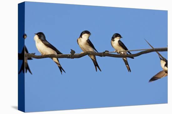 House Martins (Delichon Urbicum) Perched on Wire, with Another in Flight, Extremadura, Spain, April-Varesvuo-Stretched Canvas