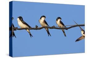 House Martins (Delichon Urbicum) Perched on Wire, with Another in Flight, Extremadura, Spain, April-Varesvuo-Stretched Canvas