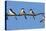 House Martins (Delichon Urbicum) Perched on Wire, with Another in Flight, Extremadura, Spain, April-Varesvuo-Stretched Canvas