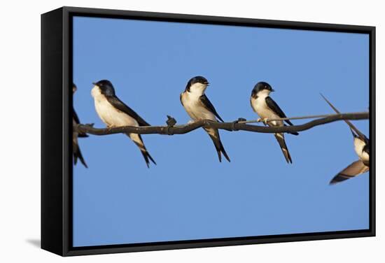 House Martins (Delichon Urbicum) Perched on Wire, with Another in Flight, Extremadura, Spain, April-Varesvuo-Framed Stretched Canvas